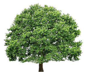 Tree Service/ Tree Removal