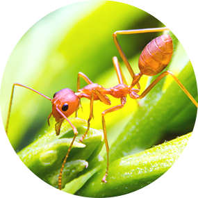 Advantages of pest control by professionals